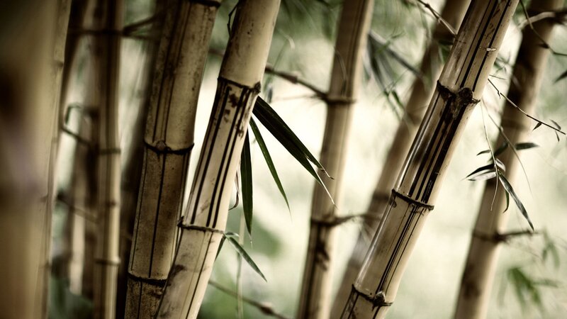 Bamboo Stalks in Forest — Green, Serene, Photograph, Leaves, Stems, Beige