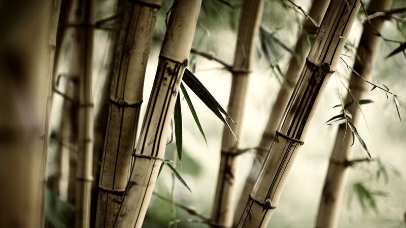 Bamboo Stalks in Forest — Green, Serene, Photograph, Leaves, Stems
