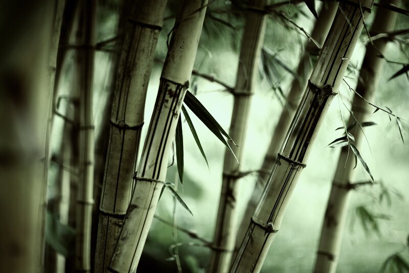 Bamboo Stalks in Forest — Green, Serene, Photograph, Leaves, White