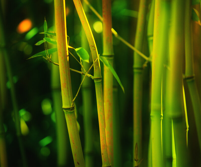 Bamboo Stalks in Forest — Green, Serene
