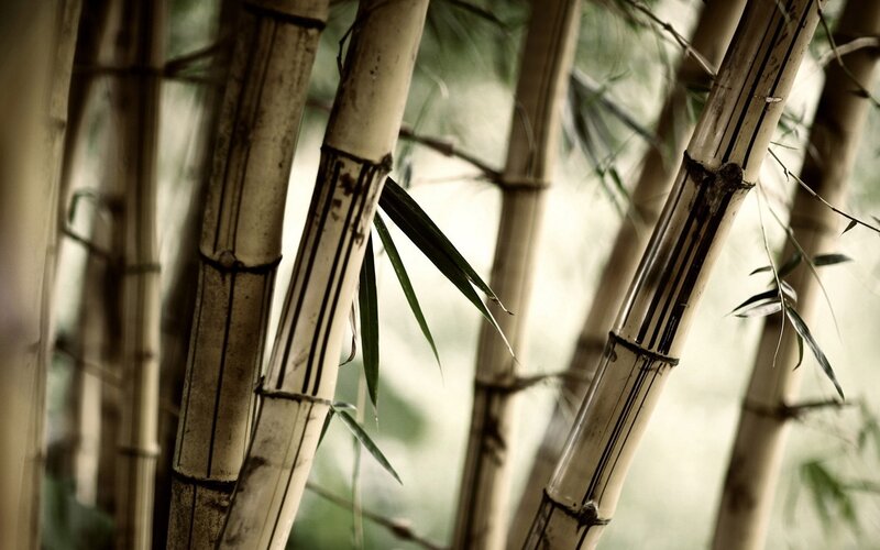 Bamboo Stalks in Forest — Serene, Brown