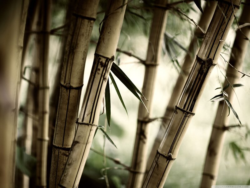 Bamboo Stalks in Forest — Serene, Leaves