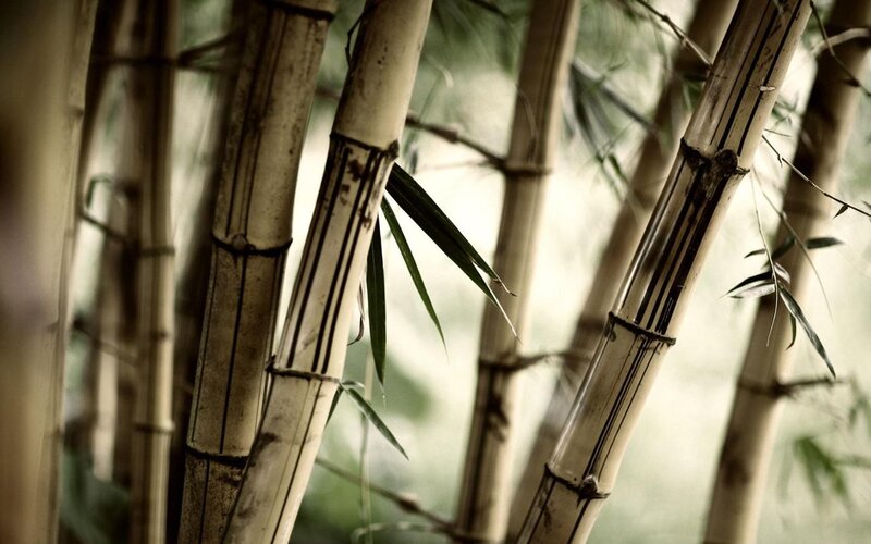 Bamboo Stalks in Forest — Serene, Stems