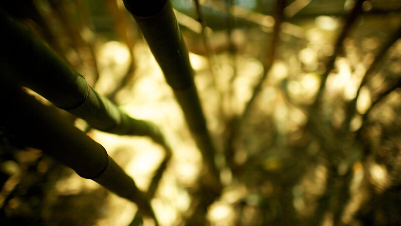 Bamboo stalks in golden light