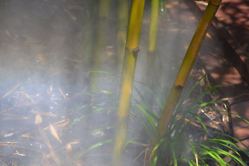 Bamboo Stalks in Mist