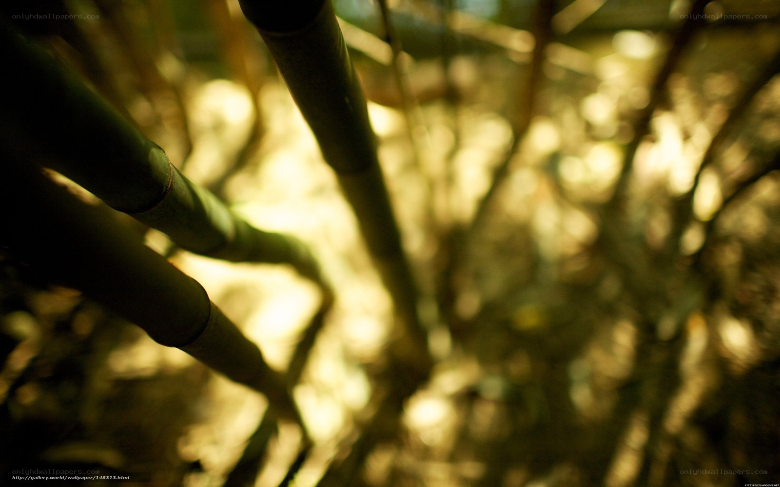 Bamboo stalks in sunlight