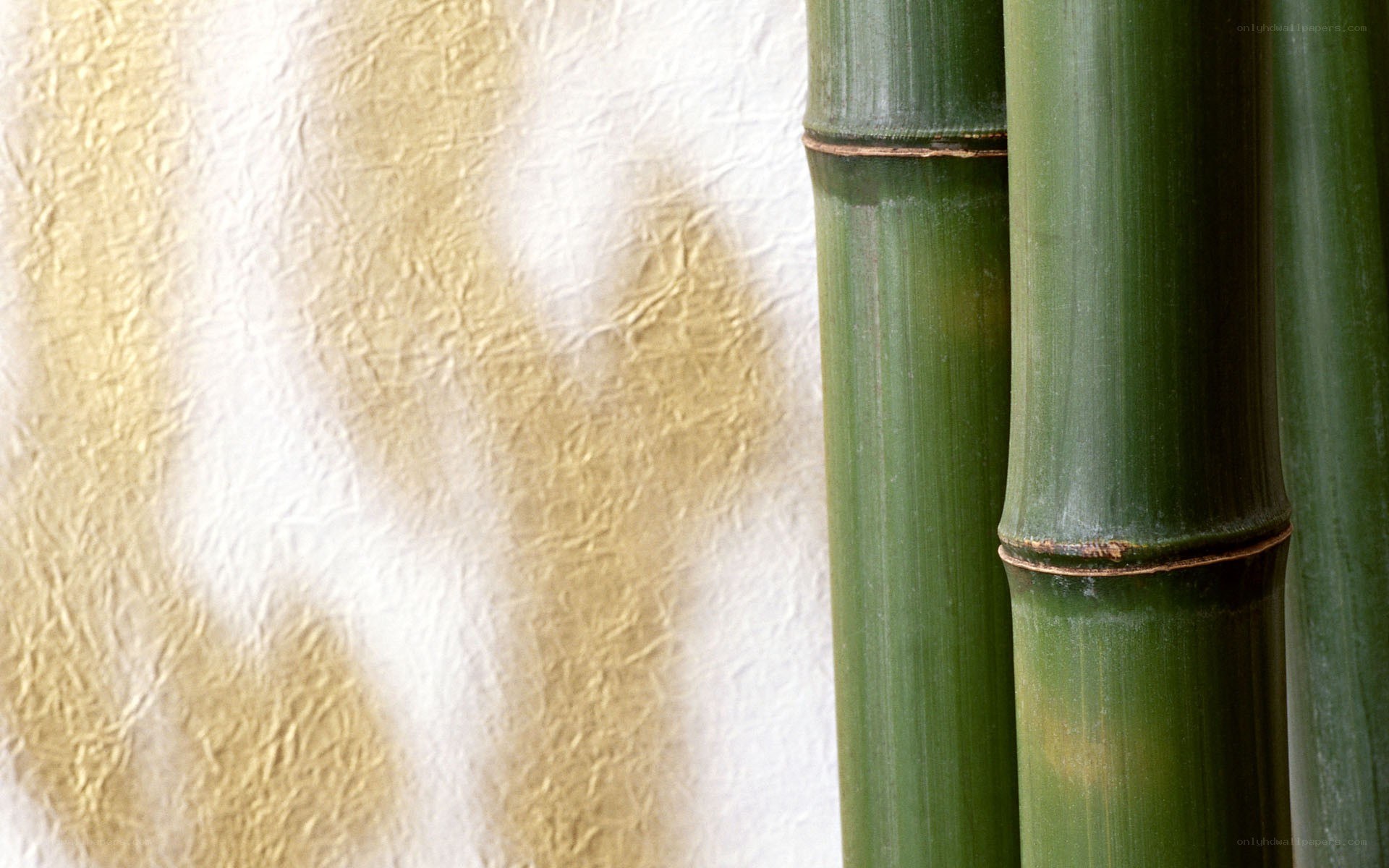 Bamboo stalks on textured background