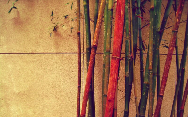 Bamboo Stalks on Wall