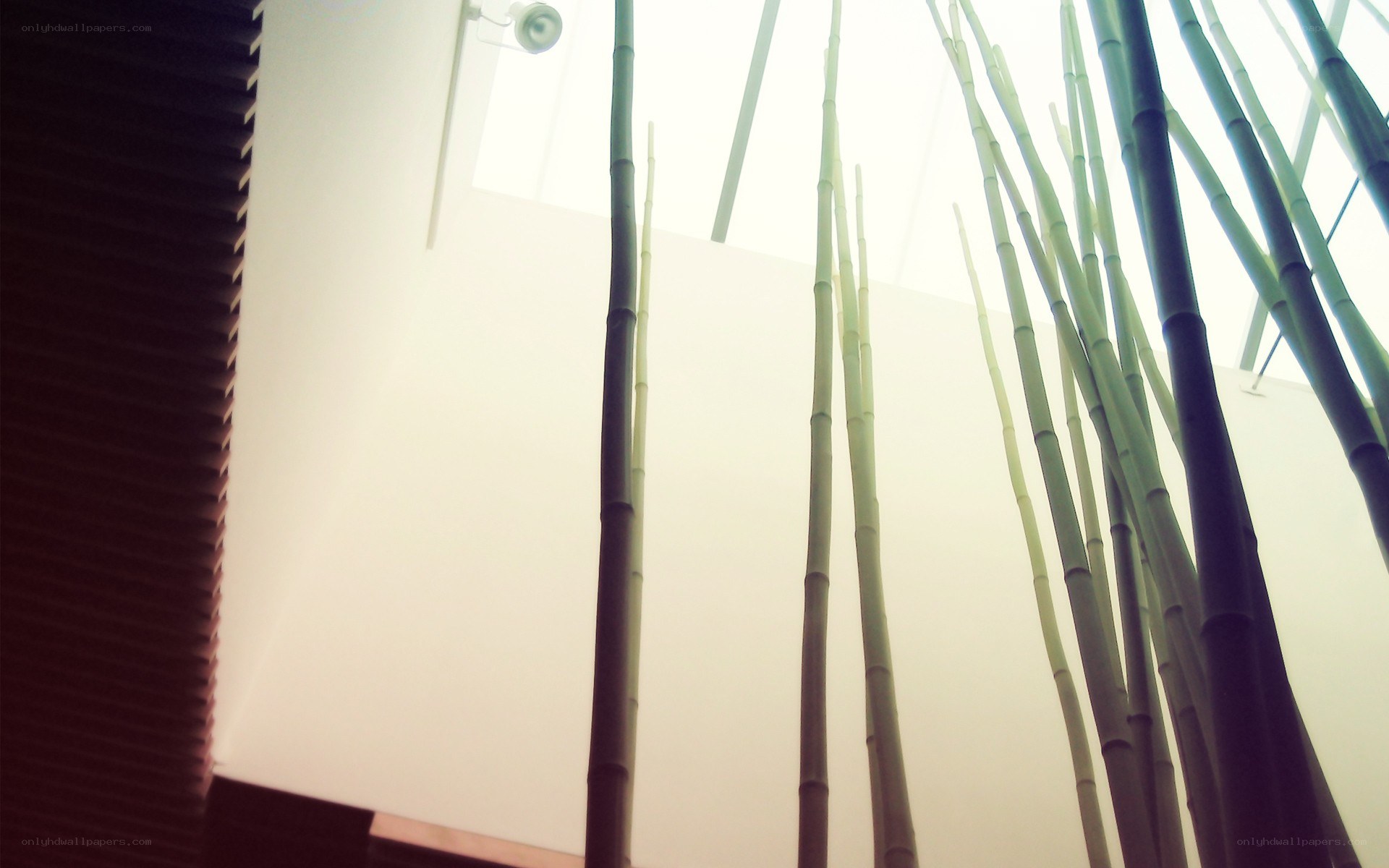 Bamboo stalks reaching upward