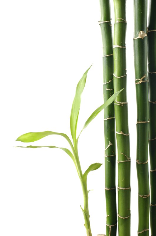 Bamboo stalks with new shoot