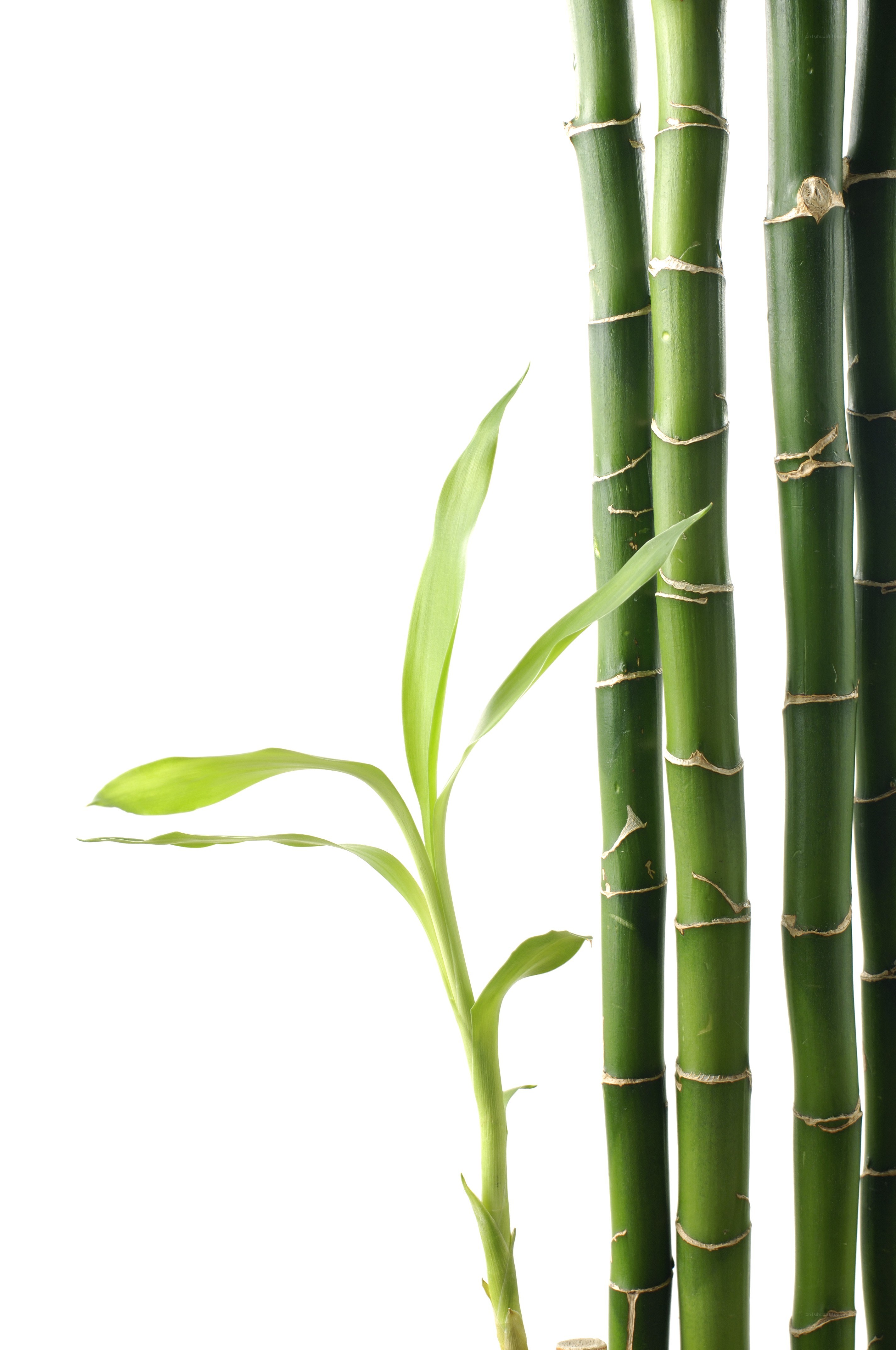 Bamboo stalks with new shoot