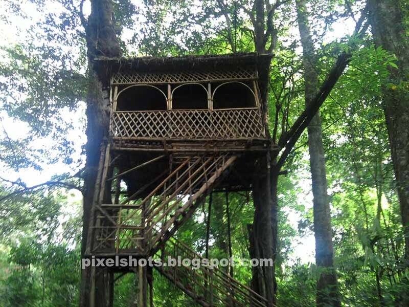 Bamboo Treehouse in Forest