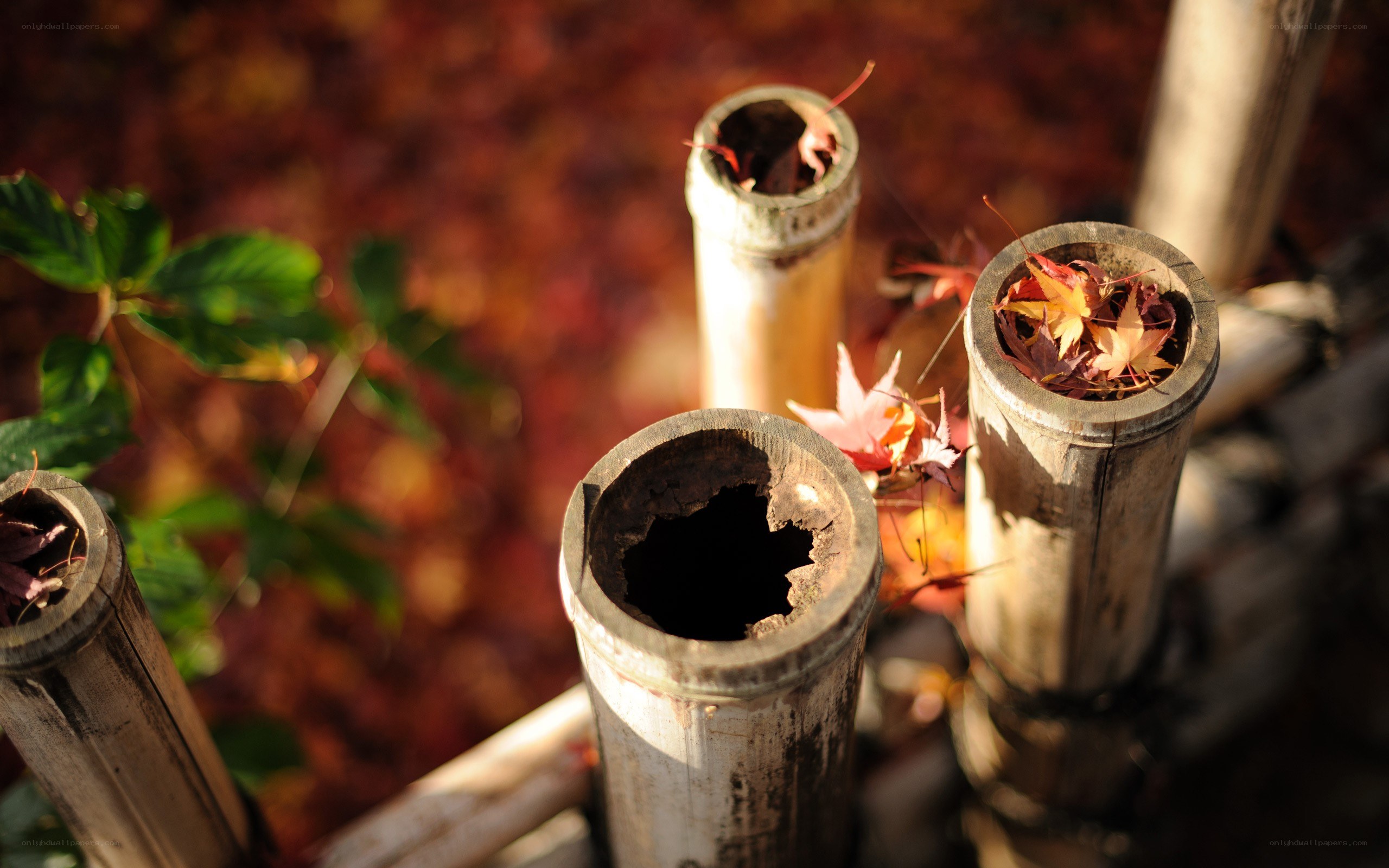 Bamboo tubes with autumn leaves
