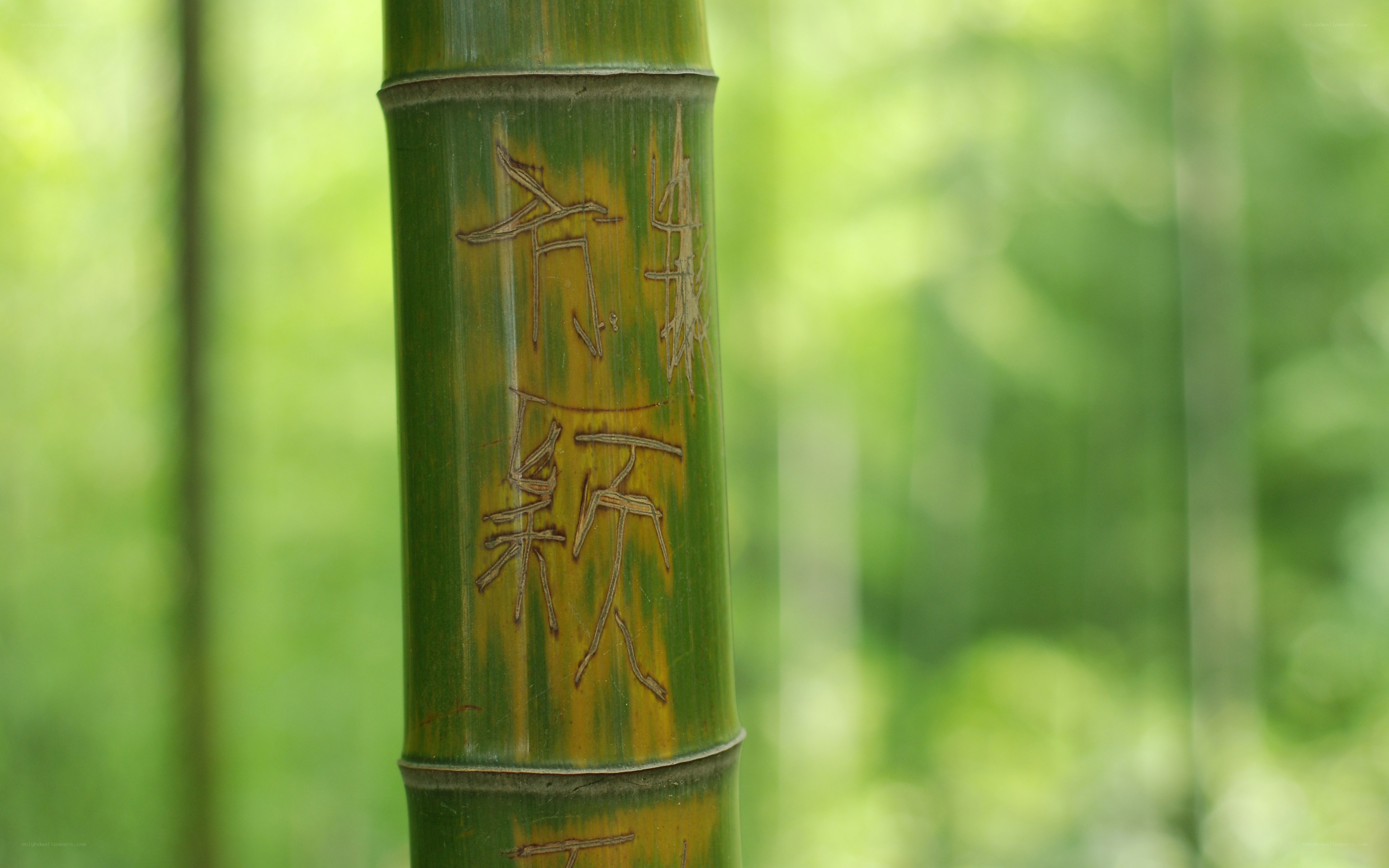 Bamboo with carved characters