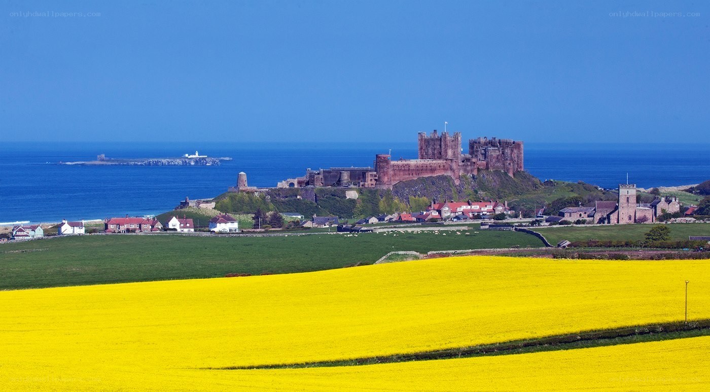 Bamburgh Castle and yellow fields