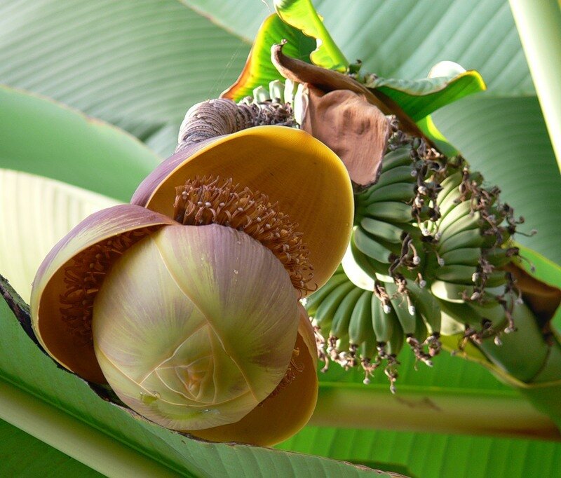 Banana flower and fruit cluster