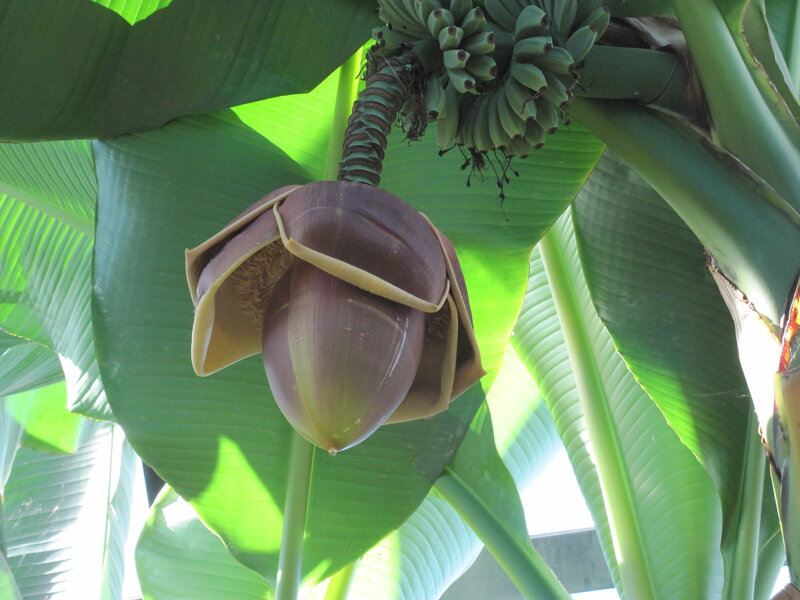 Banana Flower and Fruit — Green