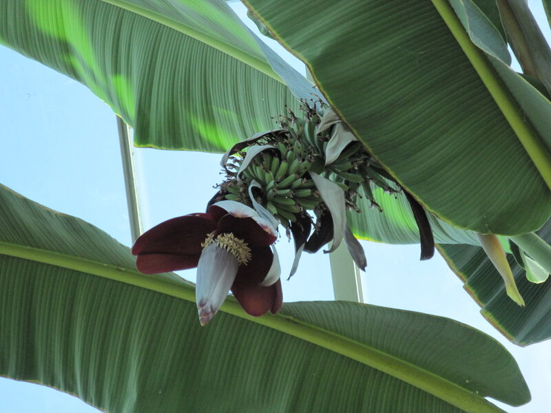 Banana Flower and Fruit