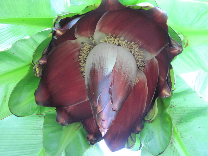 Banana Flower Bloom — Green, Natural