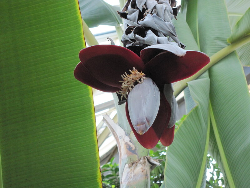 Banana Flower Bloom — Green