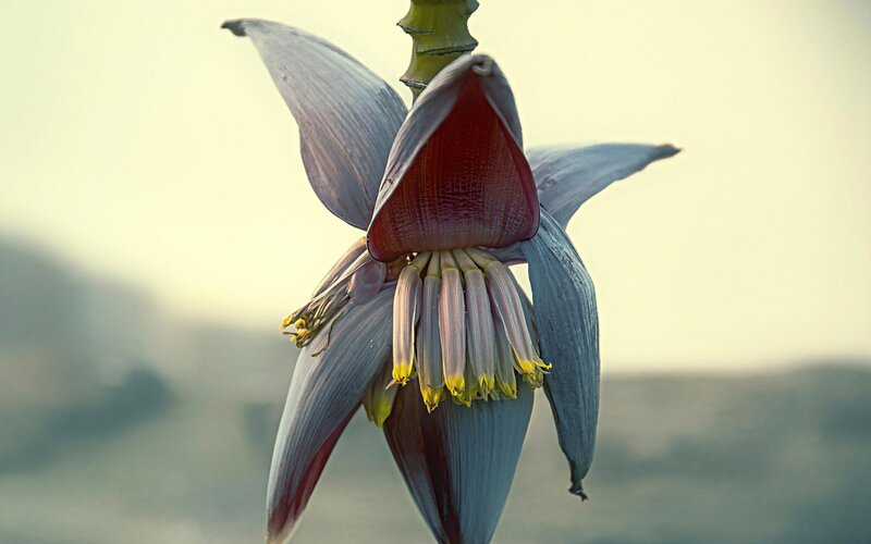 Banana Flower Bloom — Purple