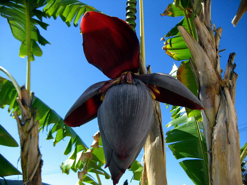 Banana Flower Bloom