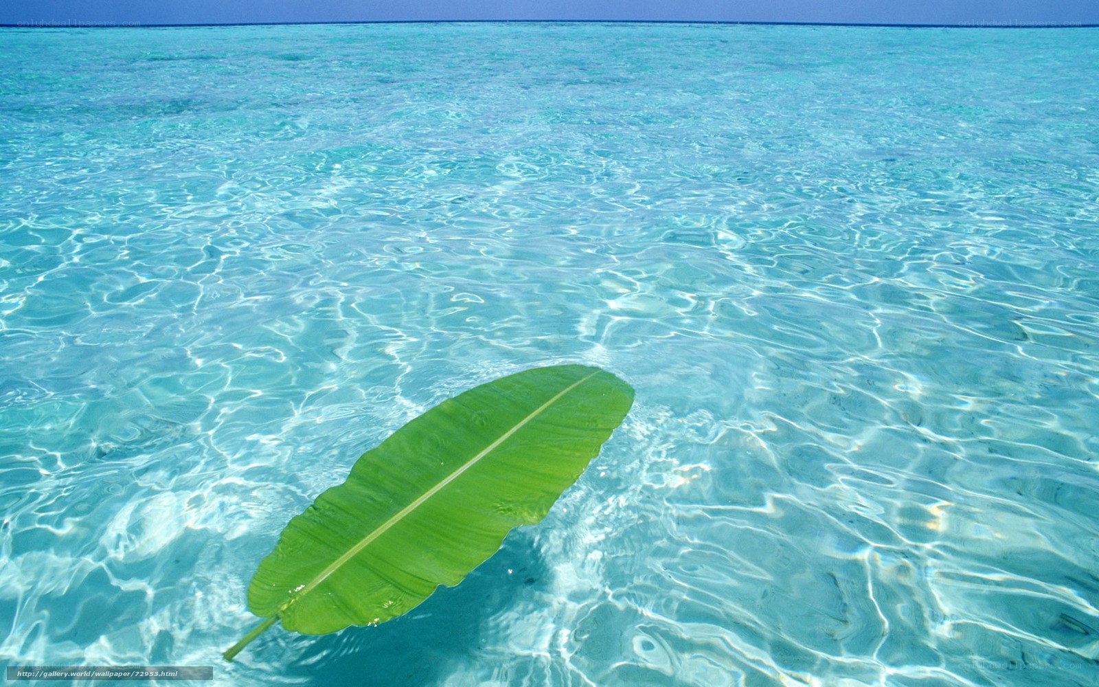 banana leaf in clear water