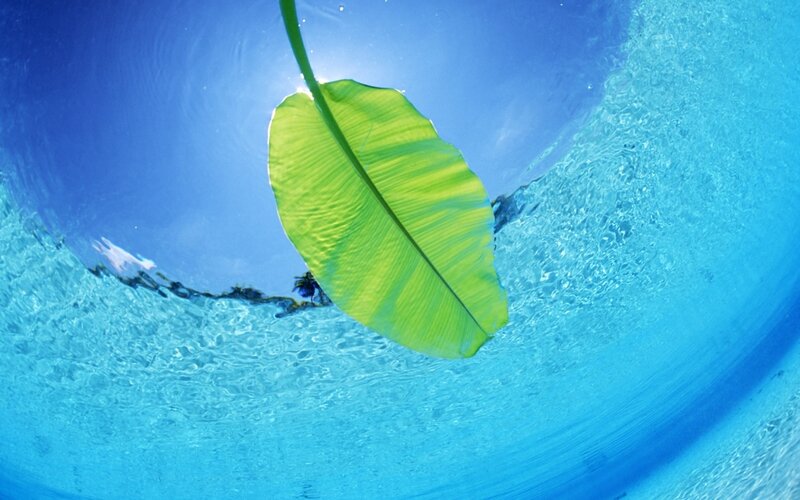 Banana Leaf in Water — Blue, Serene