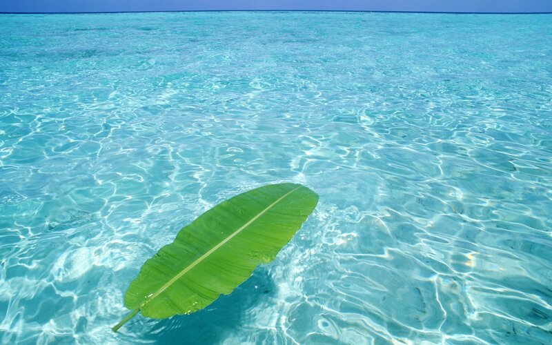 Banana Leaf in Water — Blue