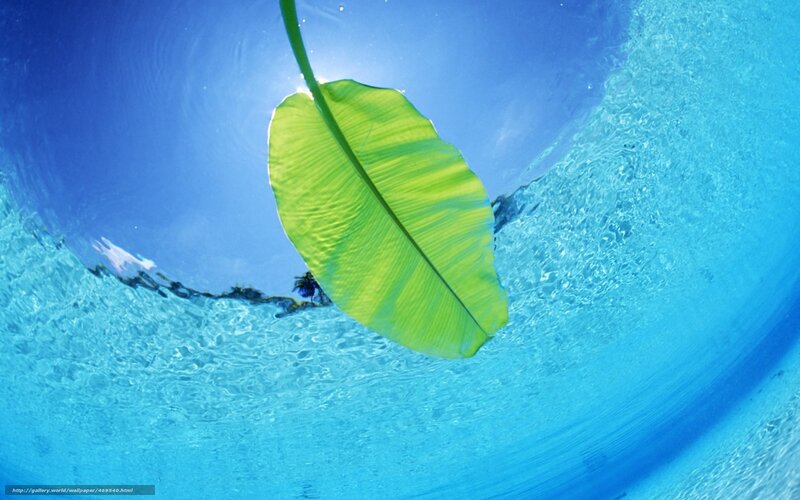 banana leaf underwater