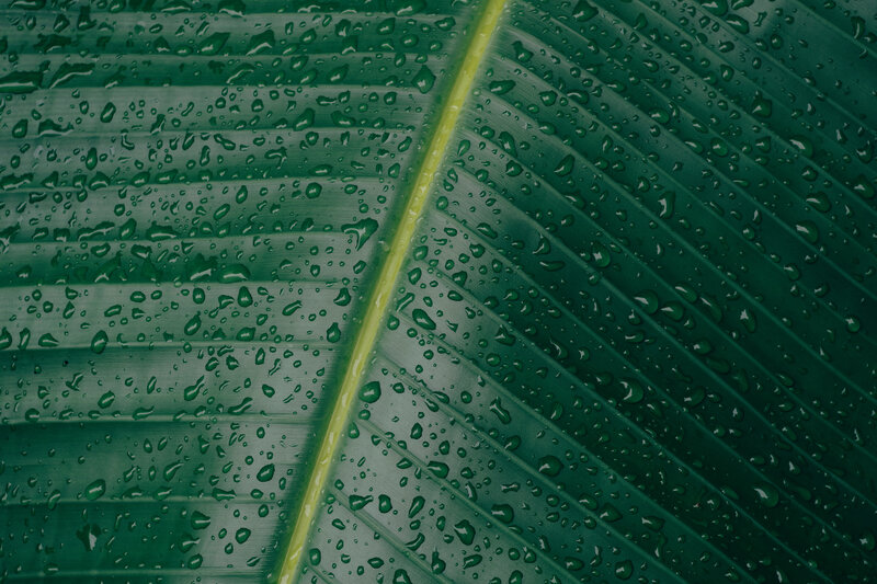 Banana Leaf with Raindrops