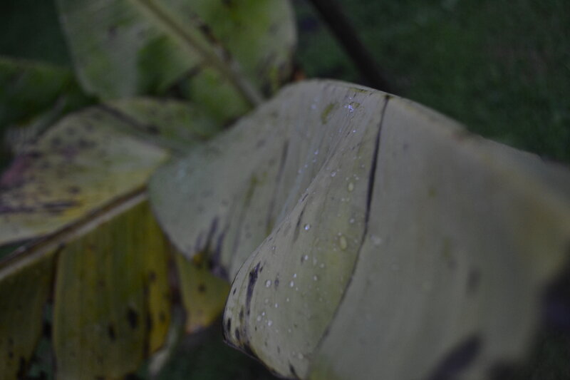 Banana Leaf with Water Droplets — Green