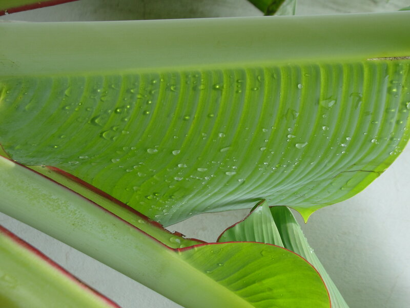 Banana Leaf with Water Droplets
