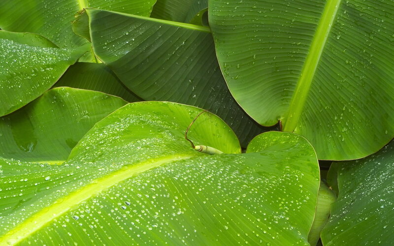 Banana Leaves with Water Droplets — Green