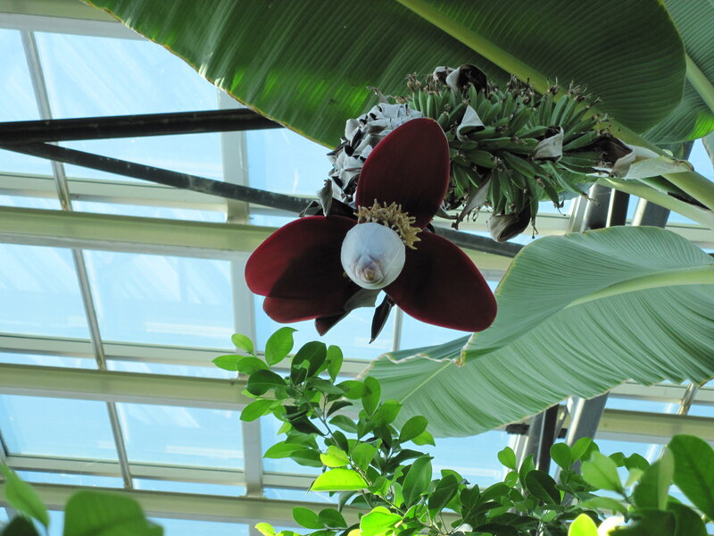 Banana Plant Flower — Green