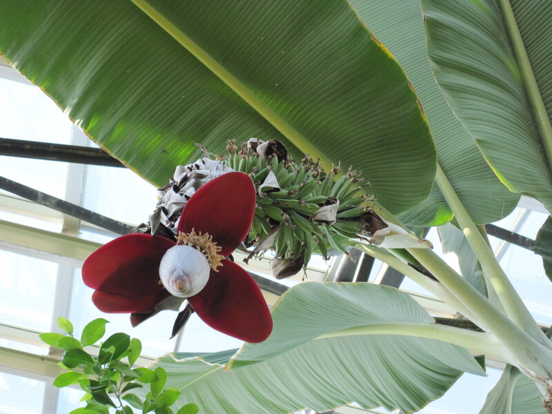 Banana Plant Flower — Red