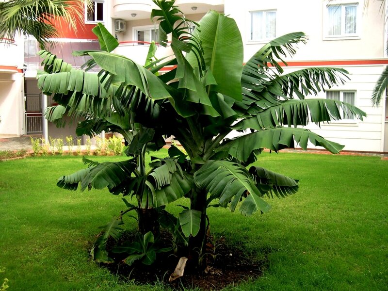 banana plant in garden