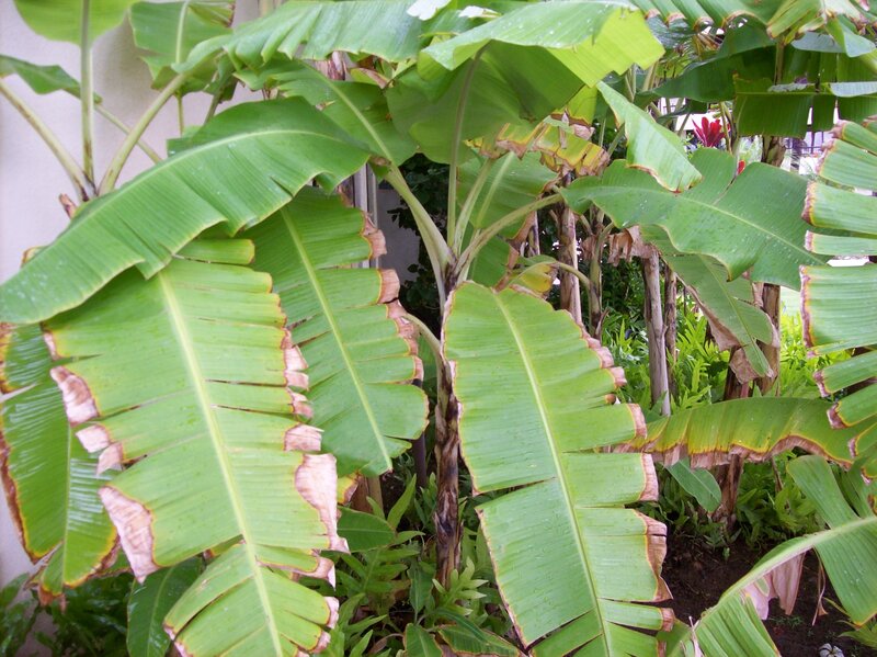 Banana Plant Leaves