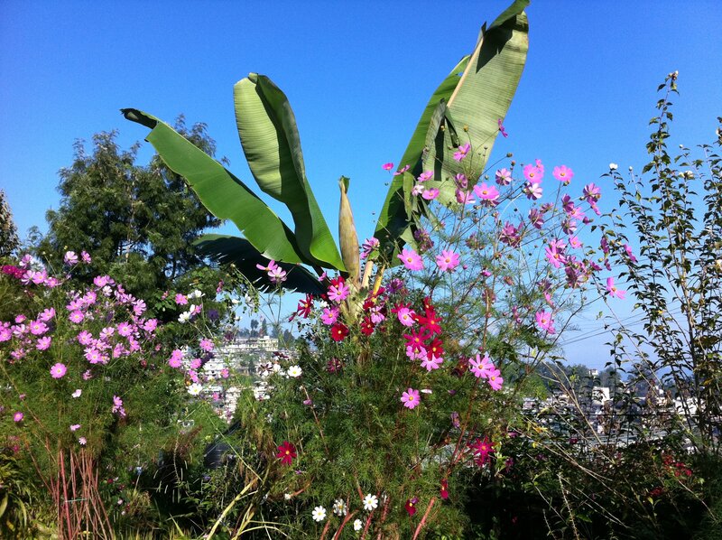 Banana Plant with Cosmos Flowers