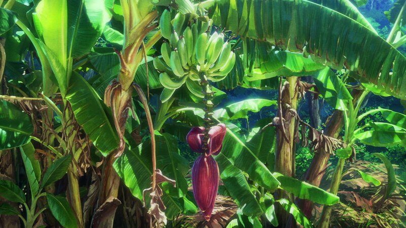 Banana Plant with Fruit — Green, Lush, Vibrant