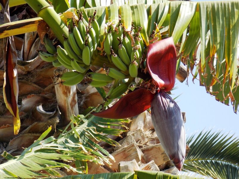 Banana Plant with Fruit — Green