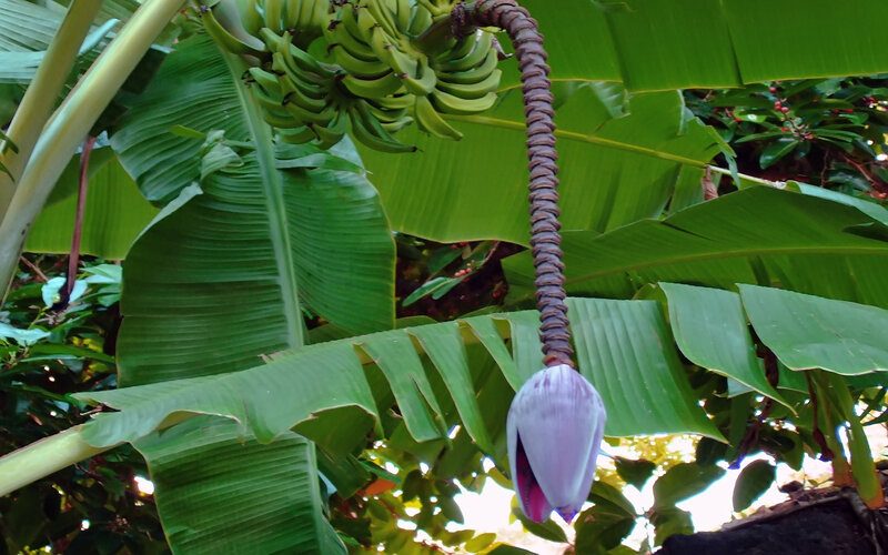 Banana Plant with Fruit