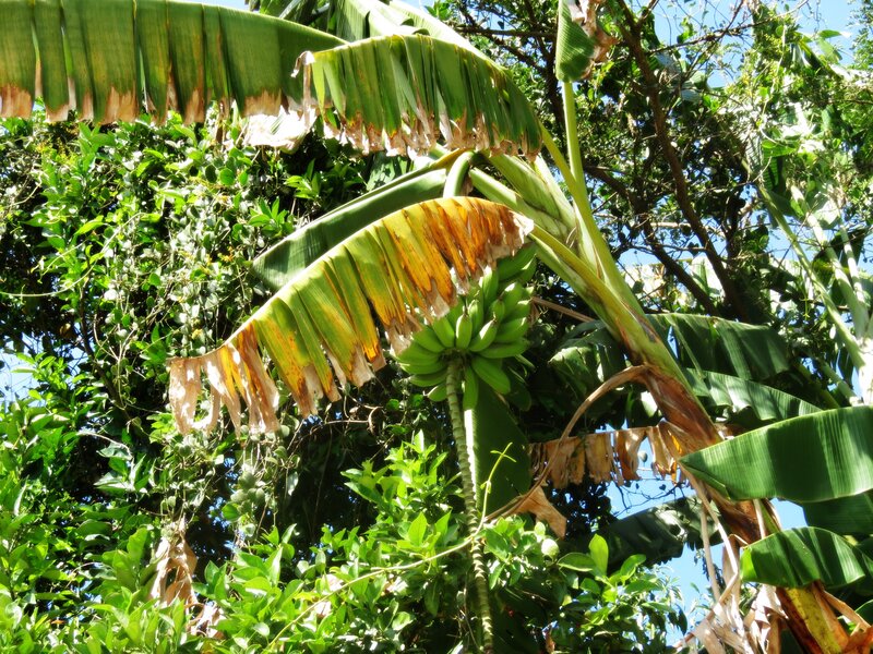 Banana plant with green fruit