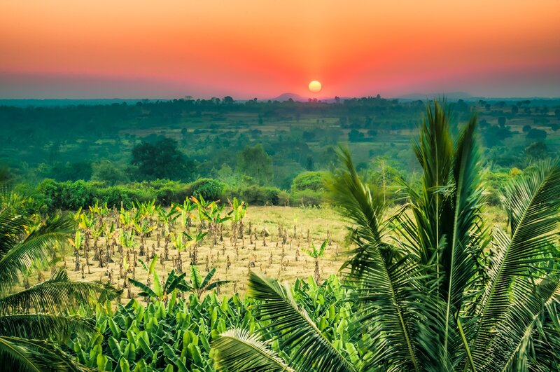 Banana Plantation at Sunset