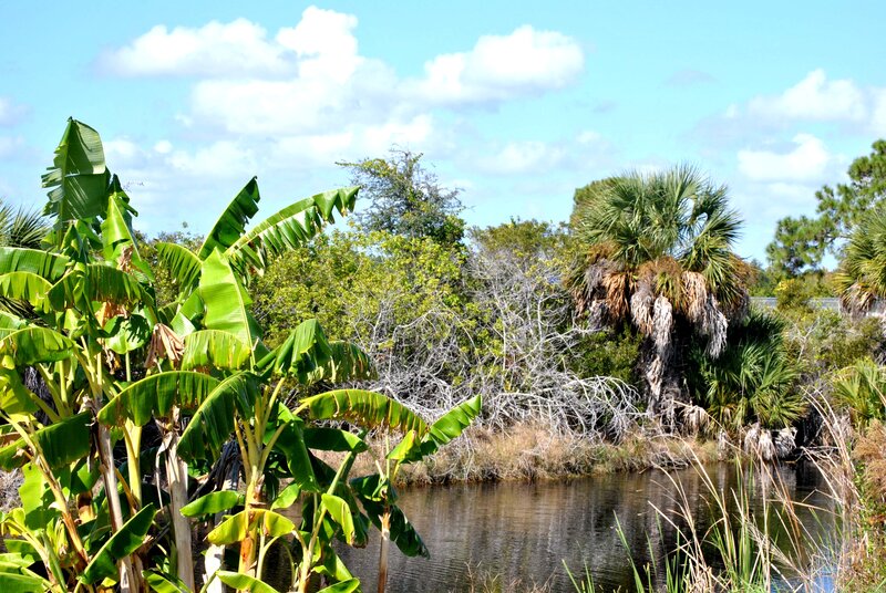 Banana Plants by a Pond