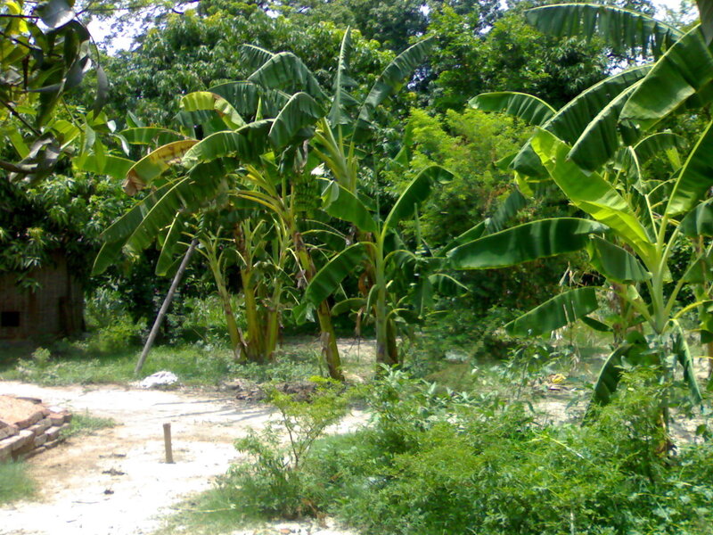 Banana plants in a garden