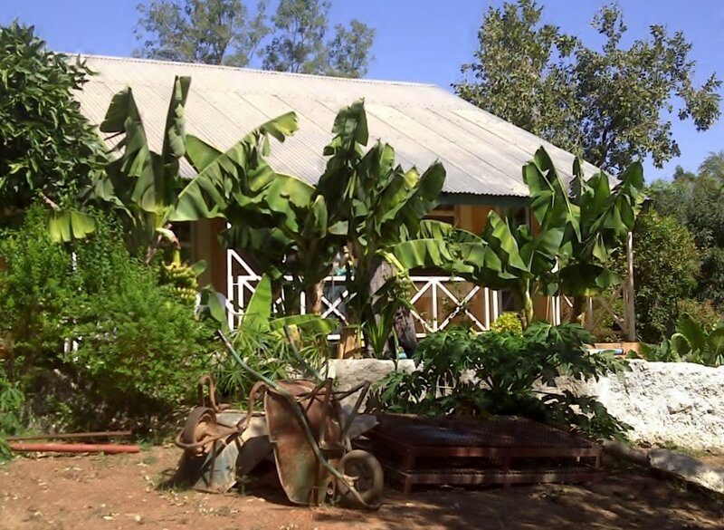 Banana Plants in Garden