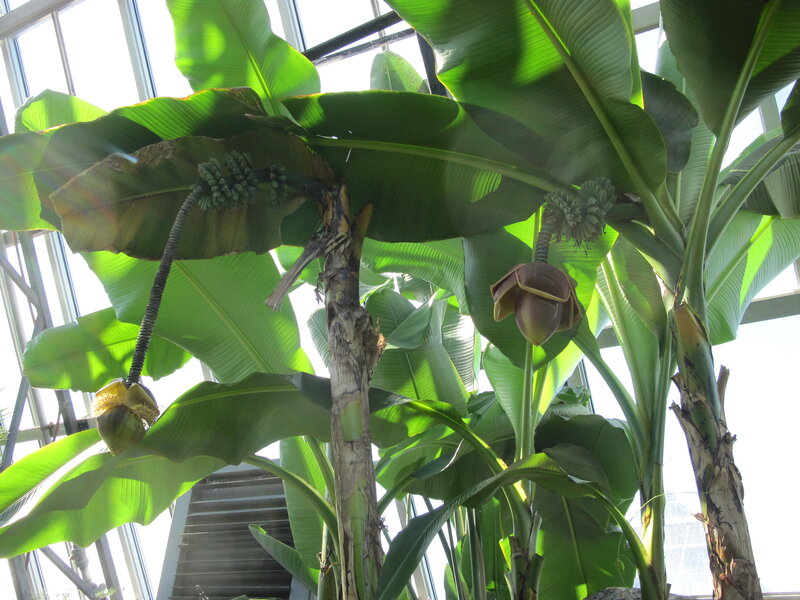 Banana Plants in Greenhouse