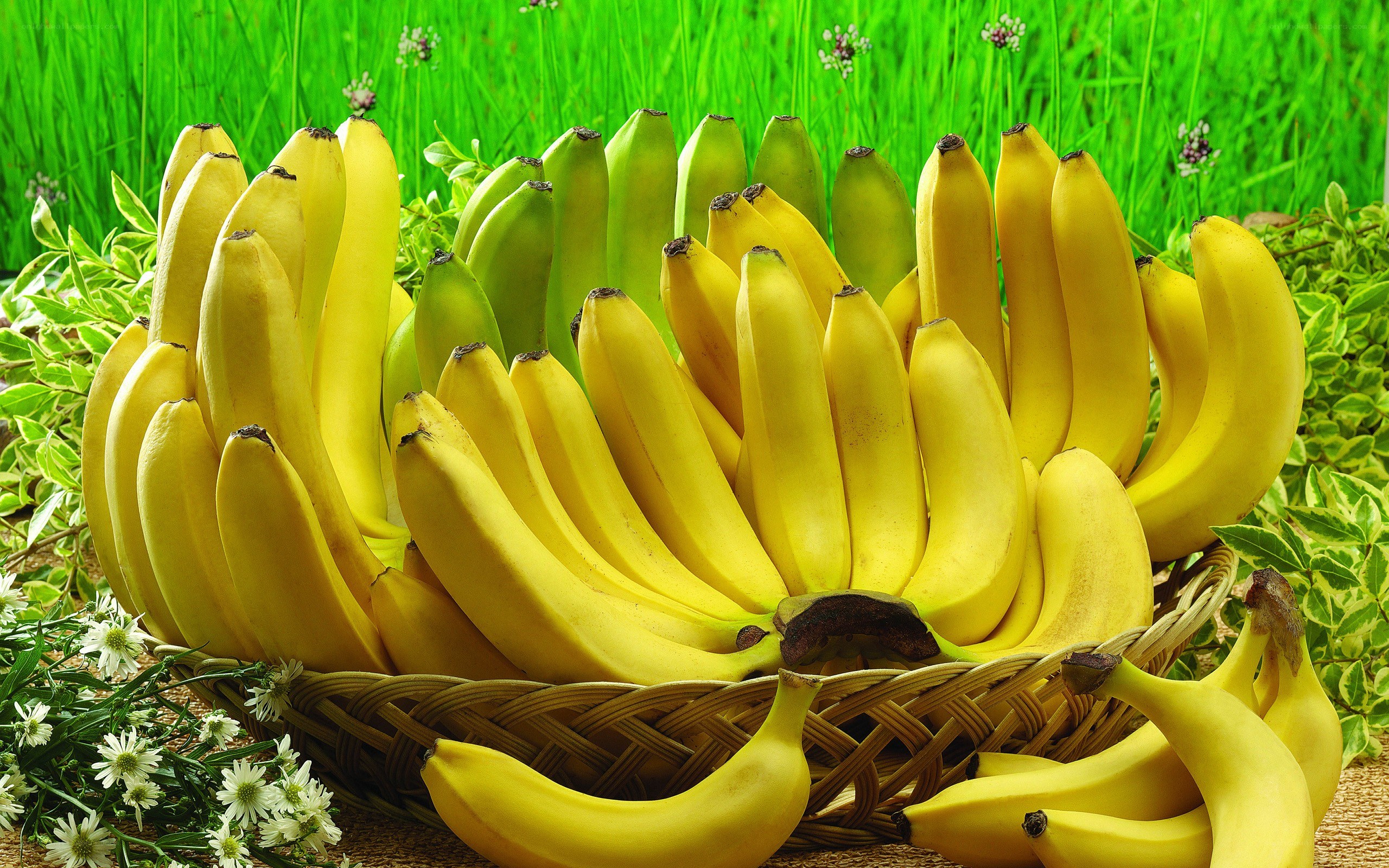 Bananas in a basket