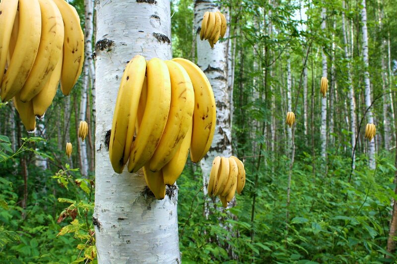 Bananas on Birch Trees